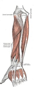 Golfers elbow is an irritation to the periosteum of the elbow flexors