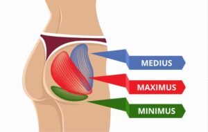 Different gluteal muscles Reduce Back Pain from Sitting