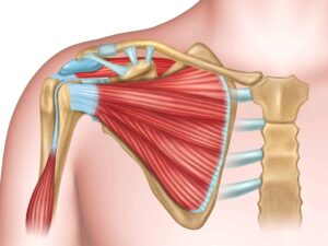 Shoulder physical therapy involves treatment of the rotator cuff