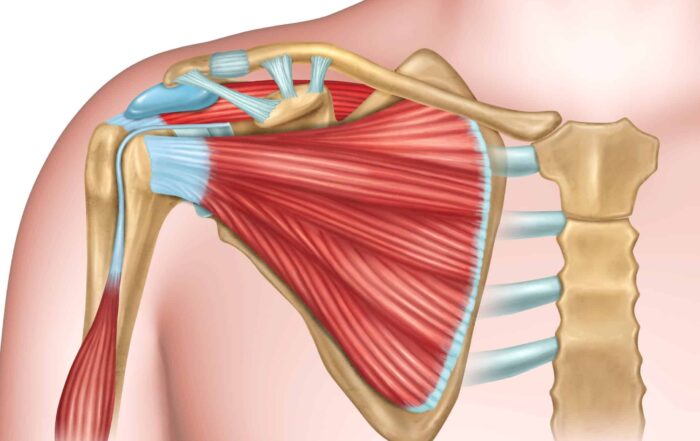 Shoulder physical therapy involves treatment of the rotator cuff