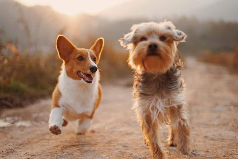 dogs running