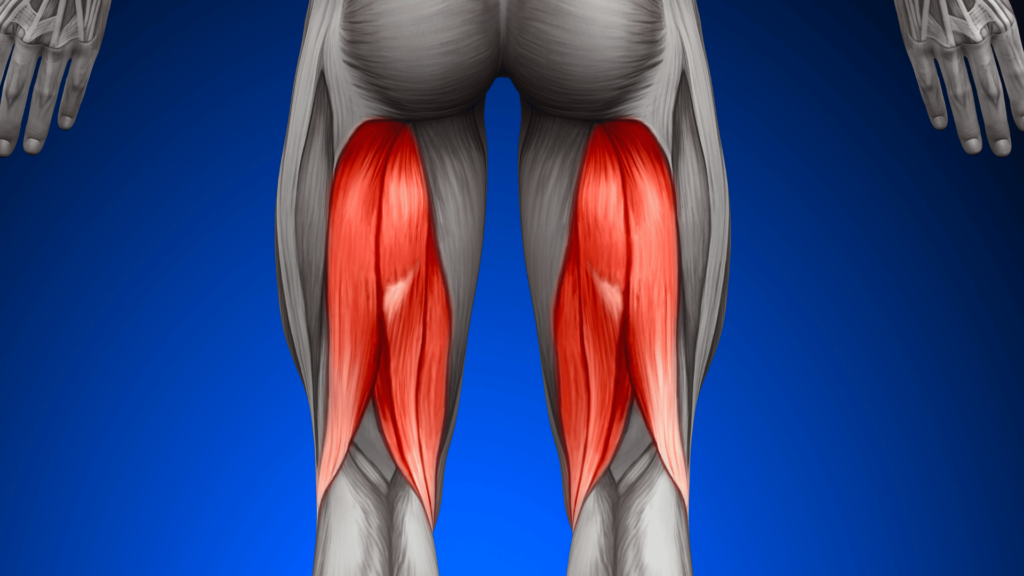 hamstrings